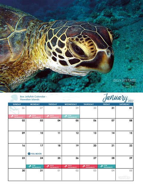 Jellyfish Calendar Oahu 2022